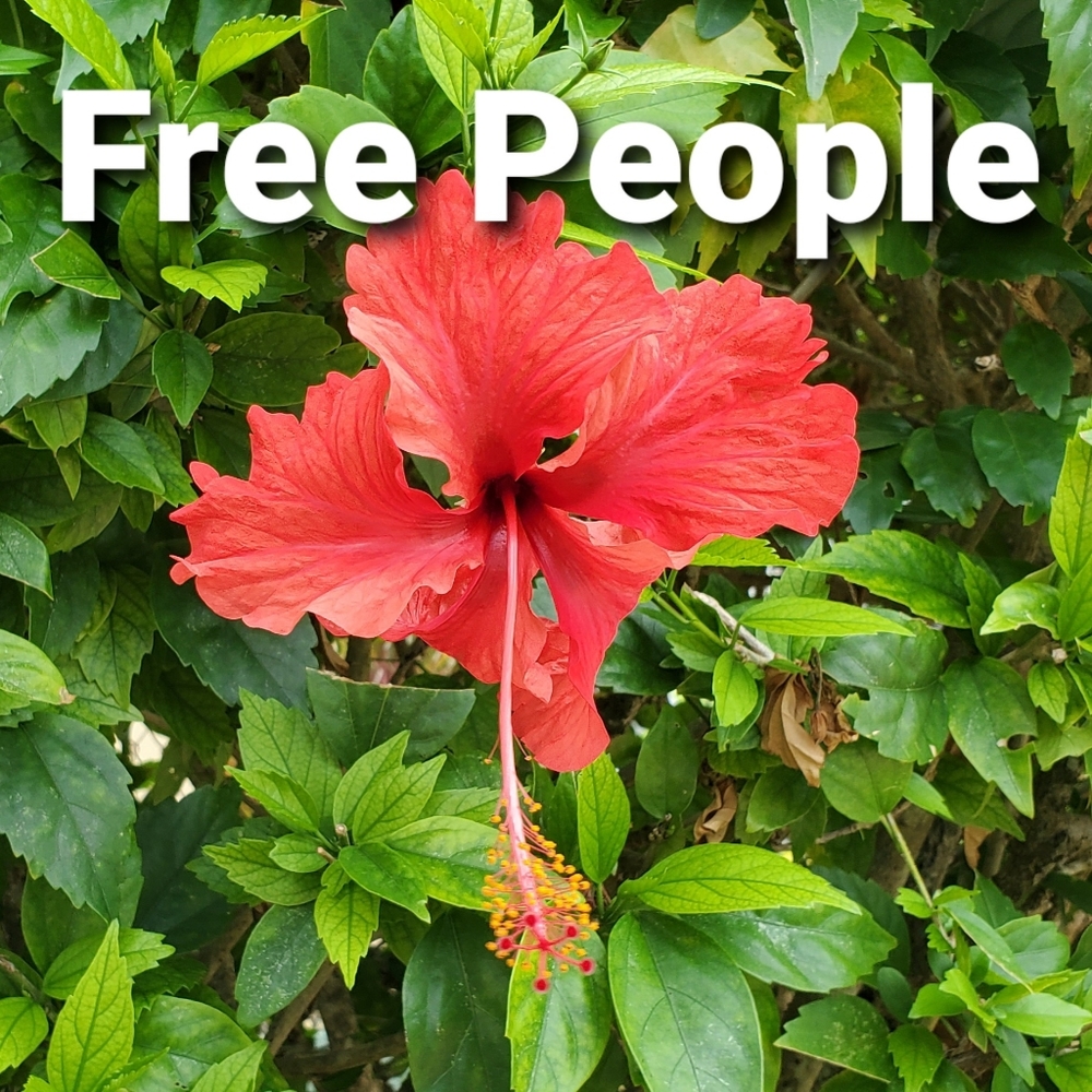 Free People